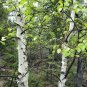 Paper Birch Betula papyrifera 500 Seeds