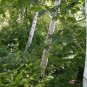 Paper Birch Betula papyrifera 500 Seeds