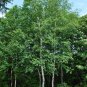 Paper Birch Betula papyrifera 500 Seeds