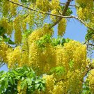 Golden Shower Tree  100 Seeds  Cassia fistula