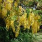 Golden Shower Tree 100 Seeds Cassia fistula