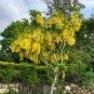 Golden Shower Tree 100 Seeds Cassia fistula