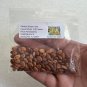 Golden Shower Tree 100 Seeds Cassia fistula