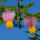 Chinese Lantern Tree Dichrostachys cinerea 20 Seeds Chinese Lantern Tree Dichrostachys cinerea 20 Seeds