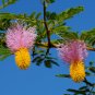 Chinese Lantern Tree Dichrostachys cinerea 20 Seeds