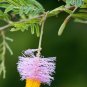 Chinese Lantern Tree Dichrostachys cinerea 20 Seeds