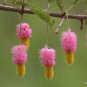 Chinese Lantern Tree Dichrostachys cinerea 20 Seeds