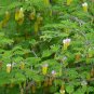 Chinese Lantern Tree Dichrostachys cinerea 20 Seeds