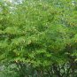 Chinese Lantern Tree Dichrostachys cinerea 20 Seeds