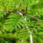 Chinese Lantern Tree Dichrostachys cinerea 20 Seeds