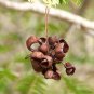 Chinese Lantern Tree Dichrostachys cinerea 20 Seeds