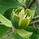 Chinese Tulip Tree 100 Seeds Liriodendron chinense Chinese Tulip Tree 100 Seeds Liriodendron chinense