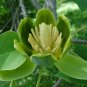 Chinese Tulip Tree 100 Seeds Liriodendron chinense