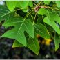 Chinese Tulip Tree 100 Seeds Liriodendron chinense