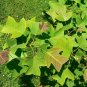 Chinese Tulip Tree 100 Seeds Liriodendron chinense