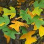 Chinese Tulip Tree 100 Seeds Liriodendron chinense