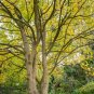 Chinese Tulip Tree 100 Seeds Liriodendron chinense