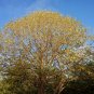 Chinese Tulip Tree 100 Seeds Liriodendron chinense