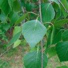 Silver Birch White Birch Betula Pendula 100 Seeds Silver Birch White Birch Betula Pendula 100 Seeds