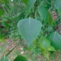 Silver Birch White Birch Betula Pendula 100 Seeds