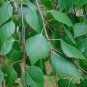 Silver Birch White Birch Betula Pendula 100 Seeds