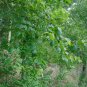Silver Birch White Birch Betula Pendula 100 Seeds