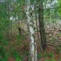 Silver Birch White Birch Betula Pendula 100 Seeds