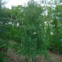 Silver Birch White Birch Betula Pendula 100 Seeds