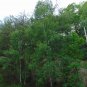 Silver Birch White Birch Betula Pendula 100 Seeds