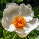 Franklin Tree Franklinia alatamaha 10 Seeds
