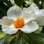 Franklin Tree Franklinia alatamaha 10 Seeds
