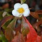 Franklin Tree Franklinia alatamaha 10 Seeds