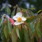 Franklin Tree Franklinia alatamaha 10 Seeds