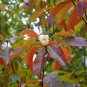 Franklin Tree Franklinia alatamaha 10 Seeds