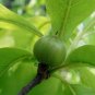 Franklin Tree Franklinia alatamaha 10 Seeds