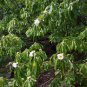 Franklin Tree Franklinia alatamaha 10 Seeds