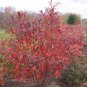 Franklin Tree Franklinia alatamaha 10 Seeds
