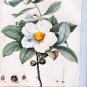 Franklin Tree Franklinia alatamaha 10 Seeds