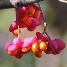 European Spindle Tree Euonymus europaeus 100 Seeds