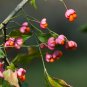 European Spindle Tree Euonymus europaeus 100 Seeds