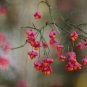 European Spindle Tree Euonymus europaeus 100 Seeds