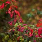 European Spindle Tree Euonymus europaeus 100 Seeds