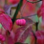 European Spindle Tree Euonymus europaeus 100 Seeds