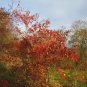 European Spindle Tree Euonymus europaeus 100 Seeds