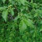 European Spindle Tree Euonymus europaeus 100 Seeds