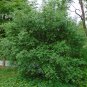 European Spindle Tree Euonymus europaeus 100 Seeds