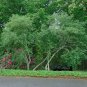 European Spindle Tree Euonymus europaeus 100 Seeds