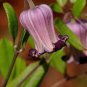 Netleaf Leather Flower Clematis reticulata 20 Seeds