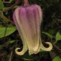 Netleaf Leather Flower Clematis reticulata 20 Seeds
