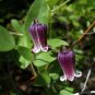 Netleaf Leather Flower Clematis reticulata 20 Seeds